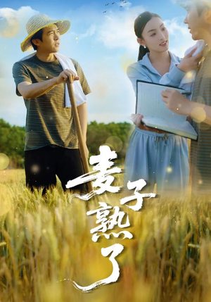 麦子熟了（52集）火爆热门短剧