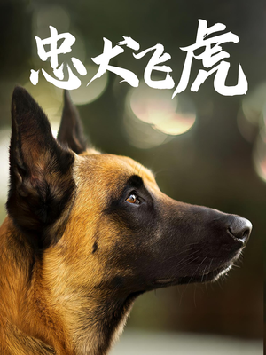 忠犬飞虎(33集) 忠犬飞虎(33集)短剧有好货推荐