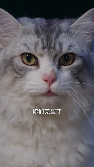 别惹那只猫，她刚从仙界回来（97集）精彩短剧后续
