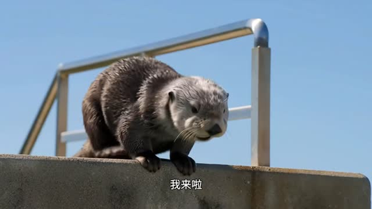 海豹崽崽的环球旅行（62集）合集